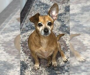 Daug Dogs for adoption in Boonton, NJ, USA