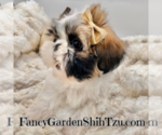 Small Photo #10 Shih Tzu Puppy For Sale in JACKSONVILLE, FL, USA