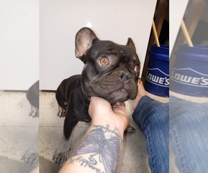 French Bulldog Puppy for sale in LAMAR, MS, USA