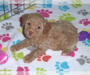 Cockapoo-Poodle (Miniature) Mix Puppy for sale in ORO VALLEY, AZ, USA