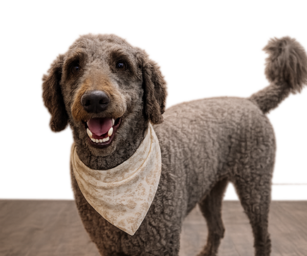 Medium Photo #1 Double Doodle Puppy For Sale in ANDERSON, SC, USA