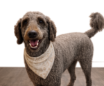 Small Photo #1 Double Doodle Puppy For Sale in ANDERSON, SC, USA