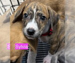 Small #1 Mutt