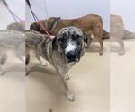 Small German Shepherd Dog-Great Pyrenees Mix