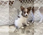 Small #5 Papillon