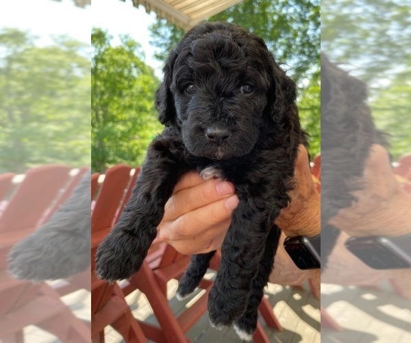 Medium Photo #5 Goldendoodle Puppy For Sale in CHAMPION, NC, USA