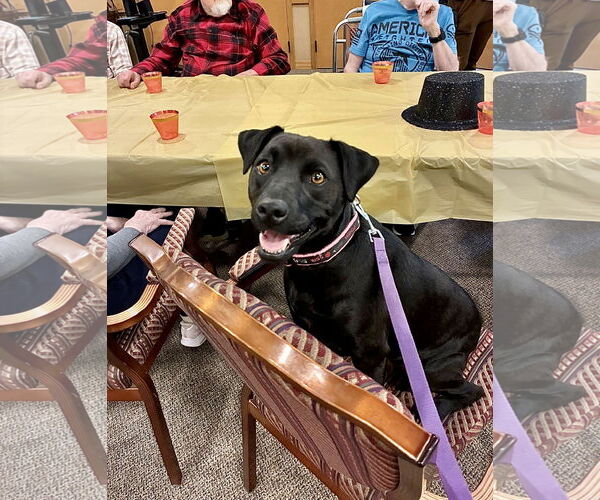 Medium Photo #4 Mutt Puppy For Sale in Williamsburg, IA, USA