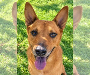Mutt Dogs for adoption in Lake Forest, CA, USA