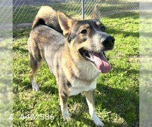German Shepherd Dog-Unknown Mix Dogs for adoption in Conroe, TX, USA