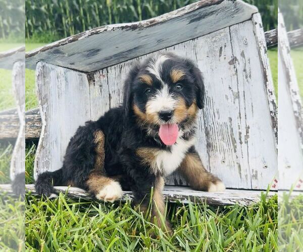 Medium Photo #4 Bernedoodle (Miniature) Puppy For Sale in GORDONVILLE, PA, USA