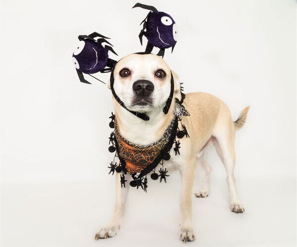 Medium Photo #7 Chihuahua-Unknown Mix Puppy For Sale in phoenix, AZ, USA