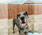 Small #1 Great Dane