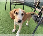 Small #2 English Coonhound Mix
