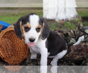 Beagle Puppy for sale in SHILOH, OH, USA