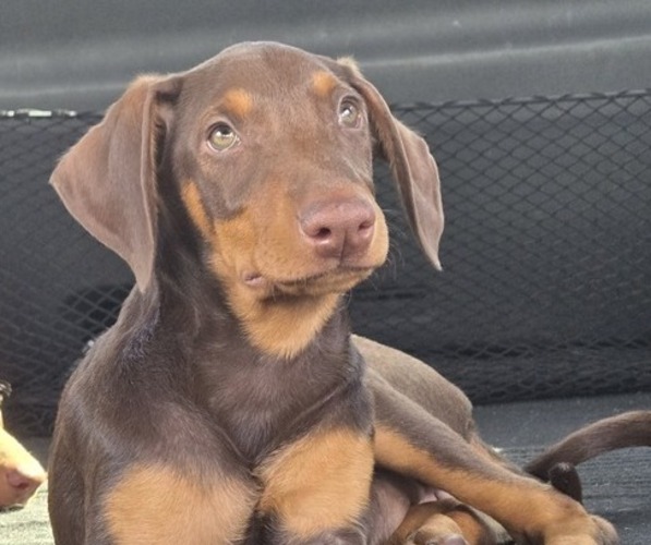 Medium Photo #4 Doberman Pinscher Puppy For Sale in NEWARK, NJ, USA