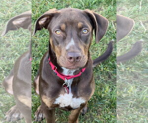 Della *LOCAL* - Female Labrador Retriever-Unknown Mix Dog for Adoption - Photo #10