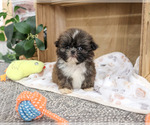 Hayes - Male Shih Tzu Puppy for Sale - Photo #7