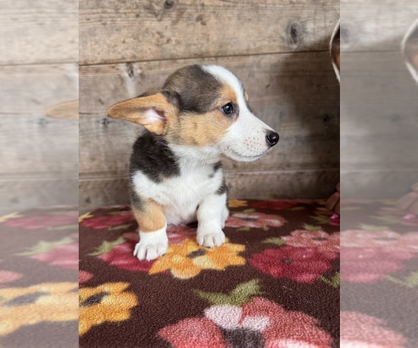 Medium Photo #8 Pembroke Welsh Corgi Puppy For Sale in VERMONTVILLE, MI, USA