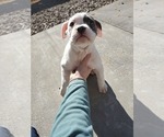 Small Photo #10 Olde English Bulldogge Puppy For Sale in CO SPGS, CO, USA