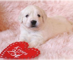 English Cream Golden Retriever Puppy for sale in OMAHA, TX, USA