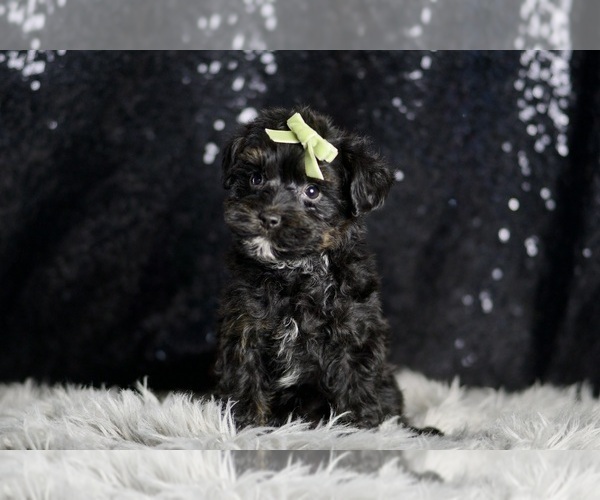 Medium Photo #65 Morkie Puppy For Sale in WARSAW, IN, USA