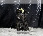 Small #4 Morkie