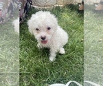 Small Photo #2 Poodle (Miniature) Puppy For Sale in MANASSAS, VA, USA