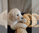 Small Photo #1 Goldendoodle Puppy For Sale in BUFORD, GA, USA