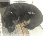 Small Photo #3 German Shepherd Dog Puppy For Sale in BLOOMINGTON, WI, USA