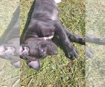Small Photo #5 Great Dane Puppy For Sale in MANSFIELD, TX, USA