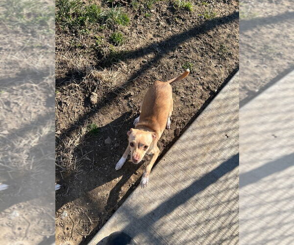 Medium Photo #4 Chihuahua Puppy For Sale in Pierceton , IN, USA