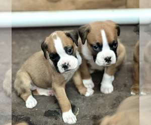 Boxer Puppy for sale in MOCKSVILLE, NC, USA
