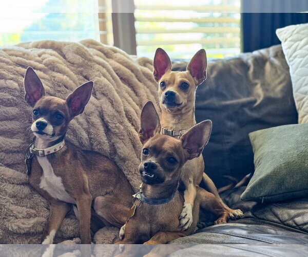 Medium Photo #2 Chihuahua-Unknown Mix Puppy For Sale in Sandy, UT, USA
