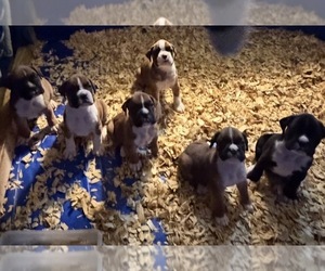Boxer Litter for sale in ALLEGHENY, PA, USA
