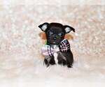 Small #3 Chihuahua