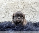 Small #19 Shih Tzu