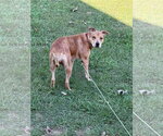 Small #5 Catahoula Leopard Dog Mix