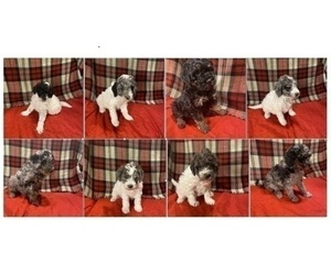 Poodle (Miniature) Litter for sale in STATESVILLE, NC, USA