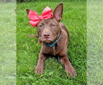Small #14 Australian Kelpie Mix