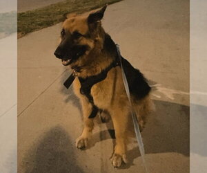 Pippi - Female German Shepherd Dog Dog for Adoption - Photo #35