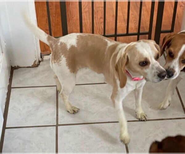 Medium Photo #3 Beagle Puppy For Sale in Dunnellon, FL, USA
