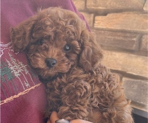 Poodle (Toy) Puppy for sale in NEW RIVER, AZ, USA
