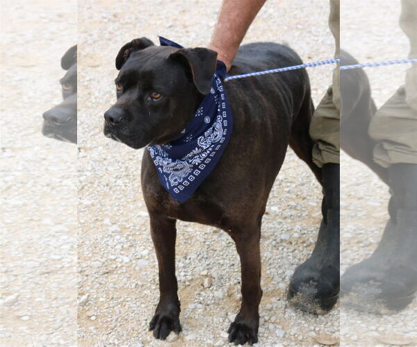 Medium Photo #1 Mutt Puppy For Sale in Bandera, TX, USA