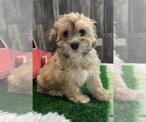 Zuchon Puppy for sale in CANOGA, NY, USA