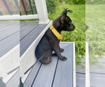 Small #6 Labrador Retriever Mix