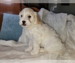 Small #2 Lhasa Apso