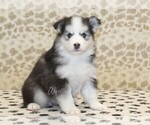 Small #2 Pomsky
