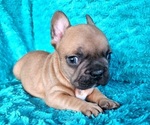 Small #3 French Bulldog