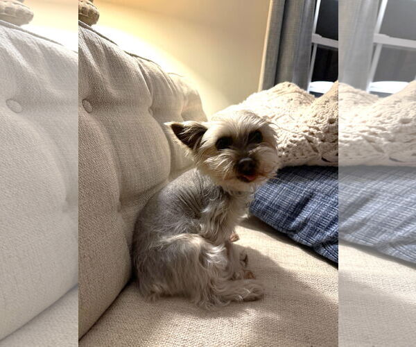 Medium Photo #11 Mutt Puppy For Sale in St. Louis Park, MN, USA