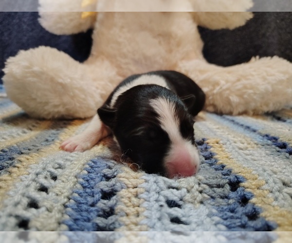 Medium Photo #3 Border Collie Puppy For Sale in NORBORNE, MO, USA